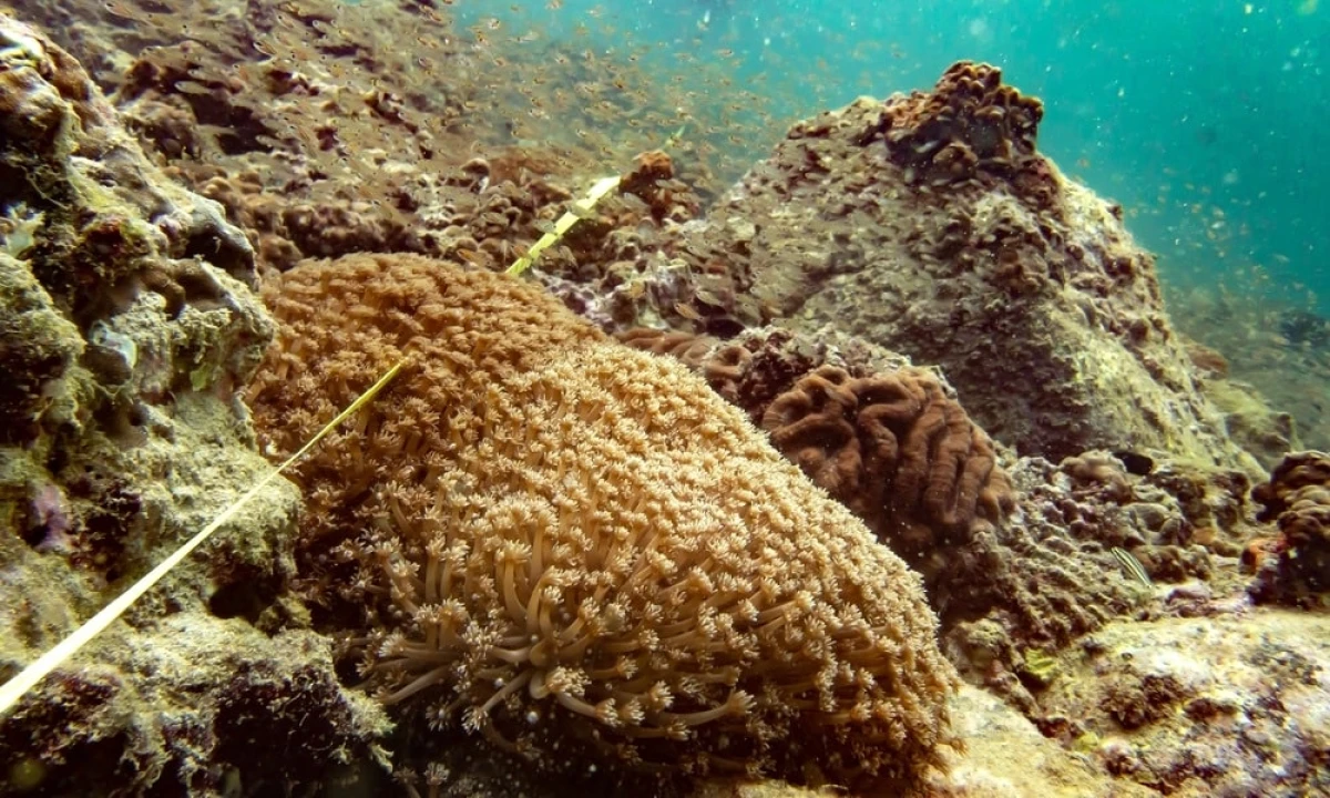 Seorang peneliti NYUAD melakukan survei kuadrat foto bentik dan penilaian kompleksitas habitat di Khor Fakkan di pantai timur UEA © Rebekka Pentti