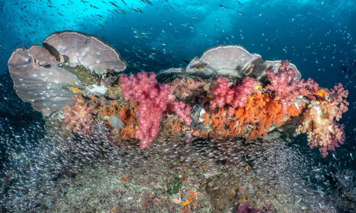 A coral reef in Raja Ampat, Indonesia © George Stoyle